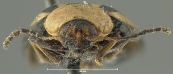 Media type: image;   Entomology 4410 Aspect: head frontal view
